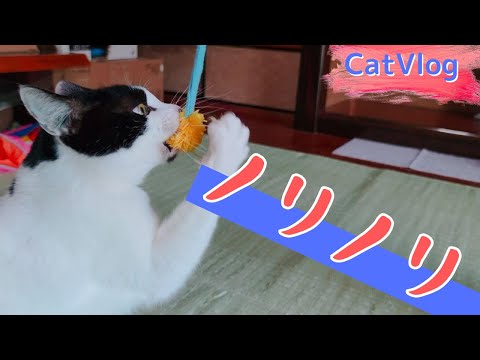 It's interesting to see the contrast between a cheerful cat playing with a new toy and a calm cat.