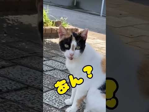 【ノラ猫】簡単には、触らせねえよ。 #shorts #猫 #cat