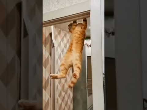 Orange cat behaviour #cat #pets #funnypets #funnycats #shorts