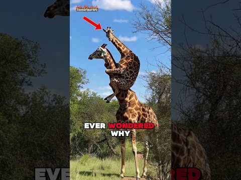 What's the REAL Reason Behind Giraffe Long Neck's?