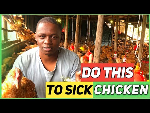 Disease Management On A Poultry Farm