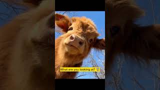 "Watch this Calf's Princess Reaction !"#calf #pets #cuteoverload