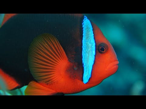 Facts: The Tomato Clownfish