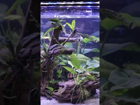 BEST Planted AQUARIUM