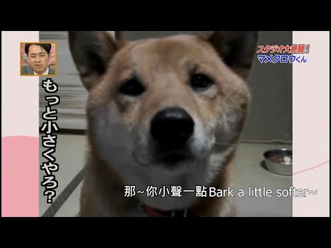 Shiba Inu tries to restrain his barking volume for treats 【Eng Subs】