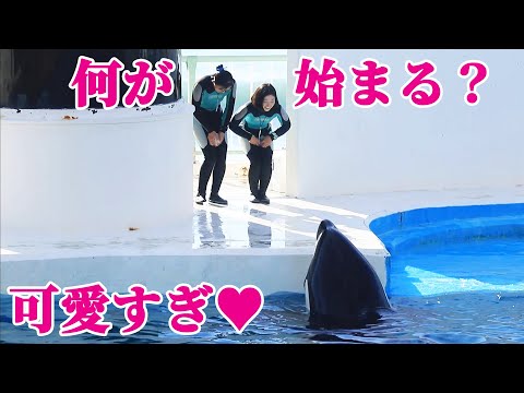 ラビー達もトレーナーさんも可愛すぎ♥ 鴨川シーワールド シャチ KamogawaSeaWorld  orca killerwhale