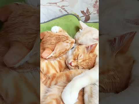 家族が一緒にいる温かい瞬間A warm moment with the family together#catcouple #猫カップル家族暮らし瞬間動画#cat family happy time