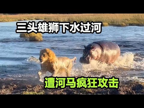 3头雄狮过河，闯进了河马领地，惨遭河马“暴打”，脸都丢尽了