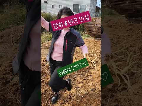 #강화도 #강화 6년근 인삼 #길상사 인삼#아저씨가 돌아가시기전에 심으신 인삼 캐는날#아저씨 생각하며 기쁘게 캤어요#가족 생각하며 인삼 심으신 아저씨#캔디언니 심봤다^.~♡♡♡