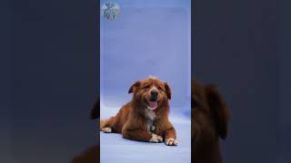 Dog Trivia Quiz - The smallest dog breed in the world? #shortvideo  #dogtrivia #dog #dogs #doglover