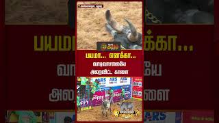 பயமா... எனக்கா... வாடிவாசலையே அலறவிட்ட காளை | #alanganallurjallikattu2025 #jallikattu #pongal