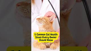 5 Common Cat Health Issues Every Owner Should Know