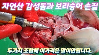 자연산 감성돔과 보리숭어 손질영상.