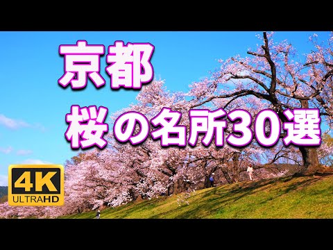 [4K Superb Sights] 30 Kyoto Cherry Blossom Spots 2023