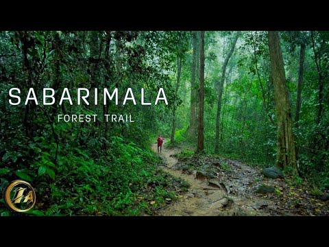 Sabarimala Pilgrimage Forest Trail on a Rainy Day | Experience in 4K UHD - Walking in Reserve Forest