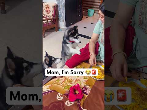 Mom Don’t ignore Me 🚨#shorts #dog #husky #trendingsongs #hanumankind