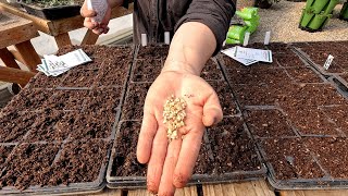 Cut Flower Garden Seed Starting: Dahlias, Stock, Celosia, Feverfew & Scabiosa! 🌸🌸🌸 // Garden Answer