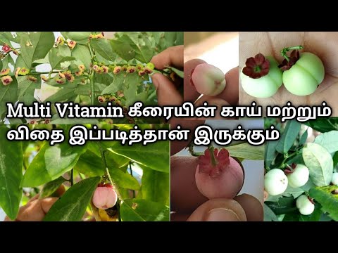 💥Multi Vitamin Thavasi Keerai 🌱தவசி கீரையின் விதை மற்றும் காய் பார்த்து இருக்கிறீர்களா🤩