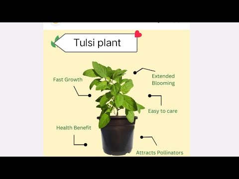 replanting of #tulsi plant #benifits #worshipplant#plants#nature#plantlove #trending#beneficialplant