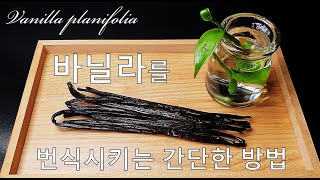 바닐라를 번식시키는 간단한 방법｜바닐라 덩굴 휘묻이｜바닐라 키우기｜How to grow #6 Vanilla