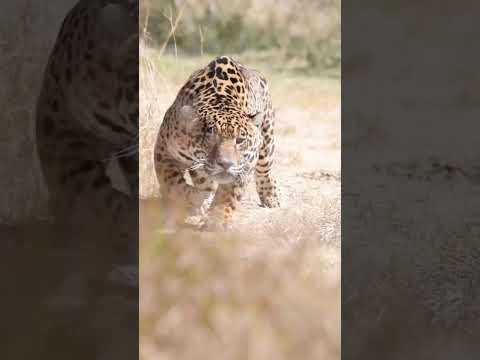 Cheetah: The Speed of the Savannah #junglelife #wildlife #junglewildlife