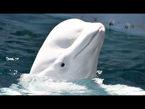 Beluga Presentation - Wild Arctic at SeaWorld San Diego - June 12th, 2024