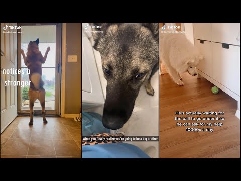 Dogs doing dog things part 14