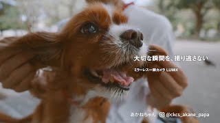 愛犬愛猫との快適で健やかなくらし(商品ラインナップ篇)【パナソニック公式】