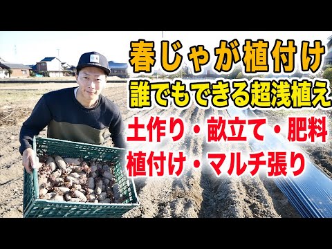 春じゃが植付け　埋める必要なし　置いてマルチ張るだけ　土作り〜植付けまで【2月下旬撮影】