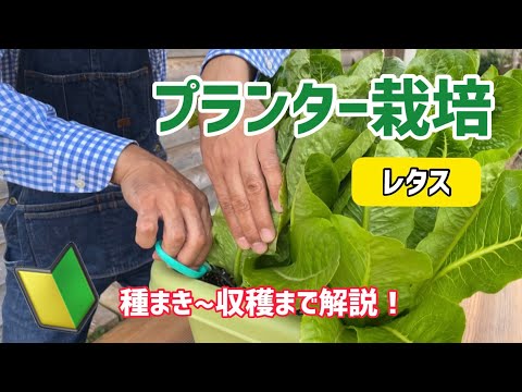 【野菜】レタスのプランター栽培