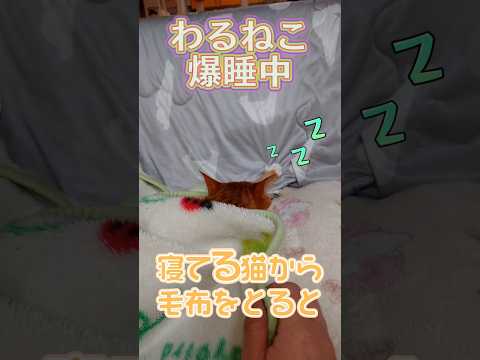 猫から毛布を奪ってみた🤩🤩🤩 #shorts #cat #猫