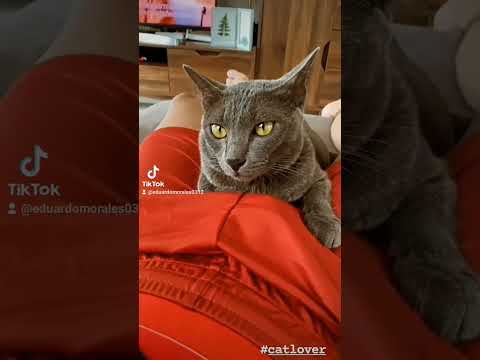 mascotas felices #loveislove #viral #lgbt #2023 #gay #gatos #gatosgraciosos #cats #mascotas