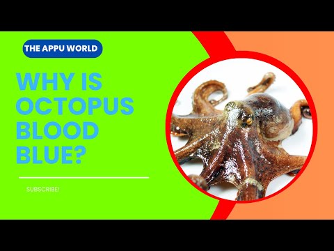 Why is Octopus Blood Blue?