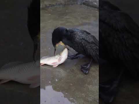 How does a cormorant react when it sees a fish?