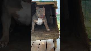 🤯 Would you play with HER???? #pitbull #ytshorts #viral #viralvideo #dogs