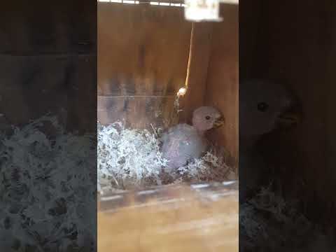 Lovebird chick update #birds #parrot