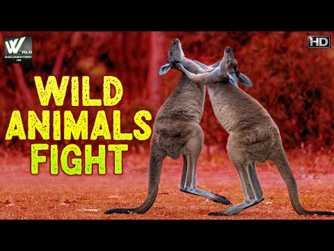 जंगली जानवर लड़ते हैं - Wild Animals fight - Predators l Wild Gangs, Wildlife l World Documentary HD