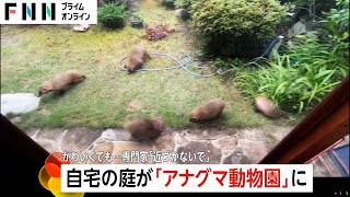 【注意】庭にアナグマの家族が5匹も！かわいいが…専門家「噛む力が強いので離れたところから静観して」広島