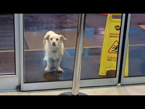 Miracle Dog Tracks Down Owner At Hospital