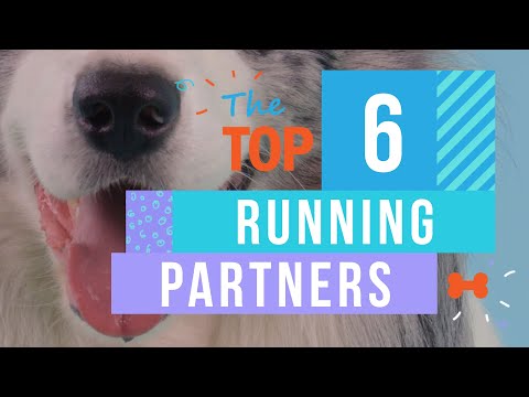 The Top 6 Dogs That Make a Great Running Partner