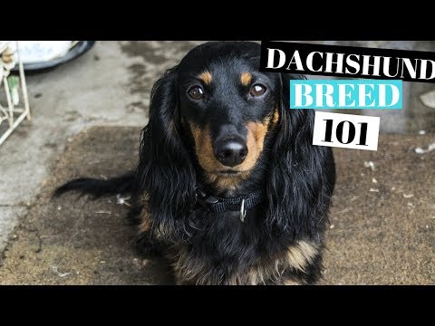 DACHSHUND DOG 101 - ABOUT THE DOG BREED