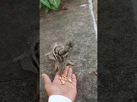 Squirrel🐿 eating peanuts from my hands#cute#animal#shorts#viral#shortsfeed#beautifulsquirrel#pets