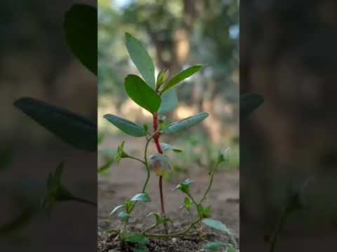 New transition song in Instagram trending reel//Lightroom leaf 🍀 editing