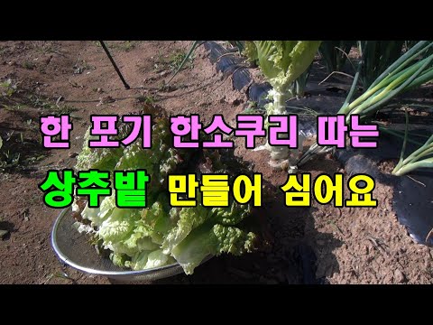 [24년 텃밭 상추 1부]한 포기에 한소쿠리 따는 상추 밭 만들고 심기