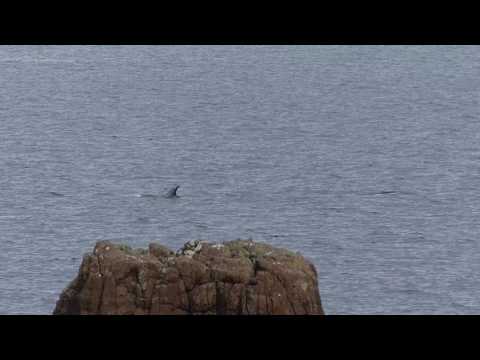 Staffin orcas