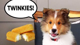 Give me that TWINKIE! Baby Kev gets DEMANDING! 🐶🙄 e975