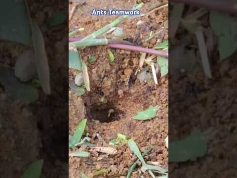 Ants building their house#teamwork#shorts#viral#nature