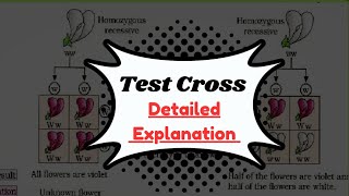 Test cross class 12 | Test cross and back cross class 12 | Principles of inheritance and variation