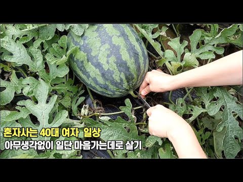 40후반 1인가구 일상 브이로그 vlog  아무생각없이 일단 마음가는데로 살기