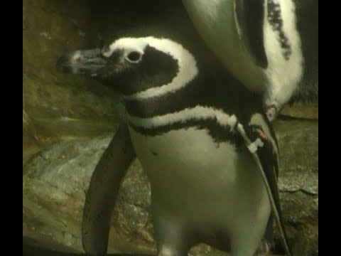 Rockhopper and Magellan Penguins at Shedd Aquarium #aquarium #penguins #chicago